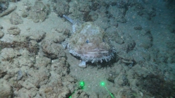Lophiodes beroe, 412 m West Florida Escarpment, Gulf of Mexico.

Photograph courtesy of NOAA-Pelagic Research Services. Identification from photograph by S. Harter.