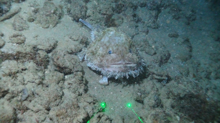 Lophiodes beroe Lophiodes beroe