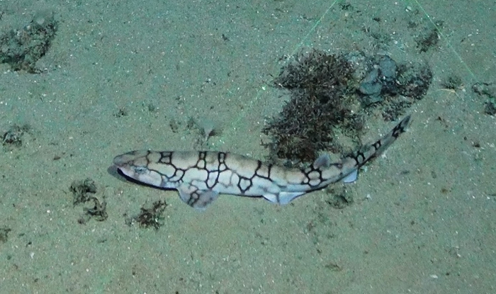 Scyliorhinus retifer