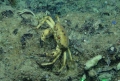 Crustacea (crustaceans)