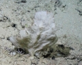 Porifera (sponges)