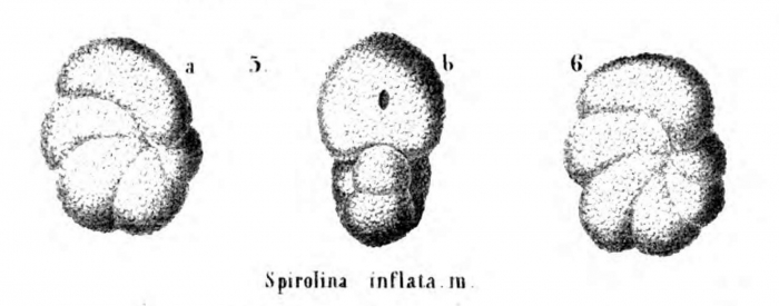 Spirolina inflata (Alth, 1850) Spirolina inflata (Alth, 1850)