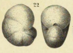 Chromista - Foraminifera (foraminifers)