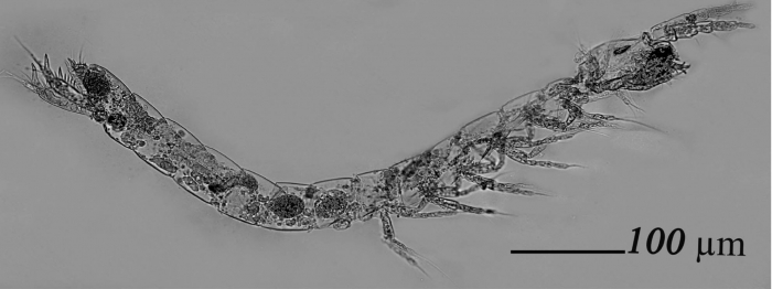 Habrobathynella adishankara n. sp., habitus, Digital Photo