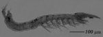 Habrobathynella muvattupuzha n. sp., paratype female, habitus, lateral.