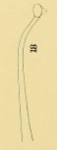 Limnodrilus lucasi (penial sheath)