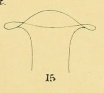 Limnodrilus vejdovskyanus (penial sheath)