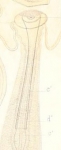 Limnodrilus hoffmeisteri (holotype; penial sheath)