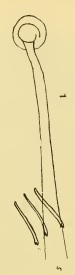 Limnodrilus aurantiacus (penial sheath)