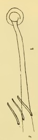 Limnodrilus aurantiacus (penial sheath) Limnodrilus aurantiacus (penial sheath)