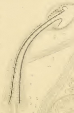Limnodrilus dugesi (penial sheath)