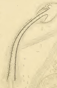 Limnodrilus dugesi (penial sheath) Limnodrilus dugesi (penial sheath)