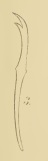 Limnodrilus dugesi (chaeta) Limnodrilus dugesi (chaeta)