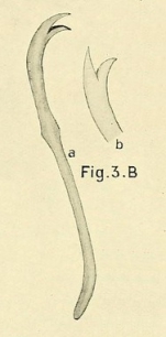 Limnodrilus aurostriatus (chaeta)