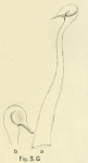 Limnodrilus aurostriatus (penial sheath)