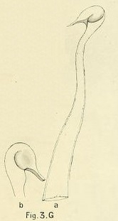 Limnodrilus aurostriatus (penial sheath) Limnodrilus aurostriatus (penial sheath)