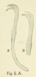 Limnodrilus parvus (chaeta)