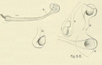 Limnodrilus parvus (penial sheath)