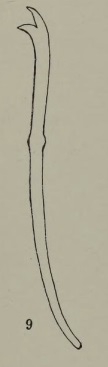 Limnodrilus socialis (chaeta)