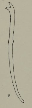 Limnodrilus socialis (chaeta) Limnodrilus socialis (chaeta)