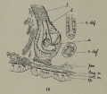 Oligochaeta (oligochaetes)