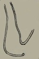 Limnodrilus socialis (penial sheath; adapted)