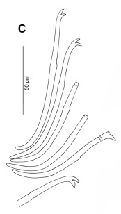 chaetae in VII (neotype)