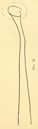 Limnodrilus aurantiacus (penial sheath)