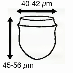 Ascampbelliella urceolata (Ostenfeld 1899) Ascampbelliella urceolata (Ostenfeld 1899)