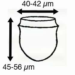 Ascampbelliella urceolata (Ostenfeld 1899)