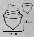 Ascampbelliella acuta (Kofoid & Campbell 1929)