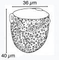 Poroecus rotundatus Hada 1935