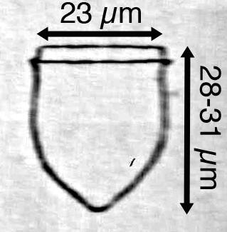 Ascampbelleilla tortulata (Jorgensen 1924) Ascampbelleilla tortulata (Jorgensen 1924)