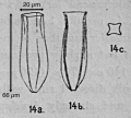 Amphorides laackmanni (Jorgensen 1924)