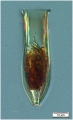 Amphorides laackmanni