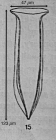 Amphorelllopsis tetragona (Jorgensen 1924)