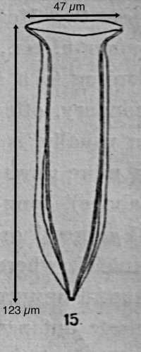 Amphorelllopsis tetragona (Jorgensen 1924)