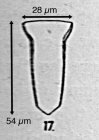 Canthariella pyrimidata (Jorgensen 1924)