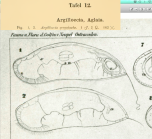 Argilloecia acuminata Müller, 1894 from original description