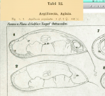 Argilloecia acuminata Muller, 1894 from original description