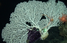 Corallium niobe, 750 m Roatan, Honduras.

Photograph courtesy of NOAA DeepCAST I Expedition. Identification by P. Etnoyer.
