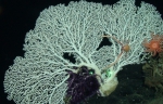 Corallium niobe,  750 m Roatan, Honduras.

Photograph courtesy of NOAA DeepCAST I Expedition. Identification by P. Etnoyer.