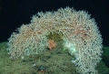 Anthozoa