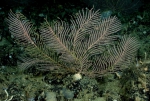 Plumarella pellucida, 150 m Georgetown Hole, South Atlantic Bight.

Photograph courtesy of NOAA. Identification by P. Etnoyer.