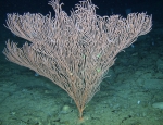 Paracalyptrophora sp., 521 m Gulf of Mexico.

Photograph courtesy of Deep Sea Systems-Schmidt Ocean Institute. Identification by P. Etnoyer.