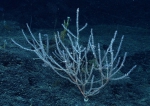 Keratoisis sp., 1949 m Gulf of Mexico.

Photograph courtesy of NOAA-OER.