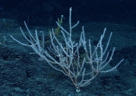 Keratoisis sp., 1949 m Gulf of Mexico.

Photograph courtesy of NOAA-OER.