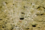 Acanella sp., 1790 m Gulf of Mexico.

Photograph courtesy of NOAA-OER.