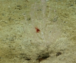 Acanella sp., 1946 m Gulf of Mexico.

Photograph courtesy of NOAA-OER.