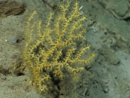 Acanthogorgia sp., 2261 m Gulf of Mexico.

Photograph courtesy of NOAA-OER.